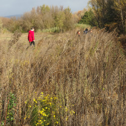 "diagnostic en marchant" de la terrasse inondable - Conques sur Orbiel (11)