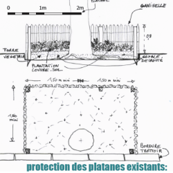 protection des platanes - étude de stratégie végétale à Réalmont (81)