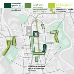 amorce de stratégie concernant le devenir des platanes - Maubourguet (65)